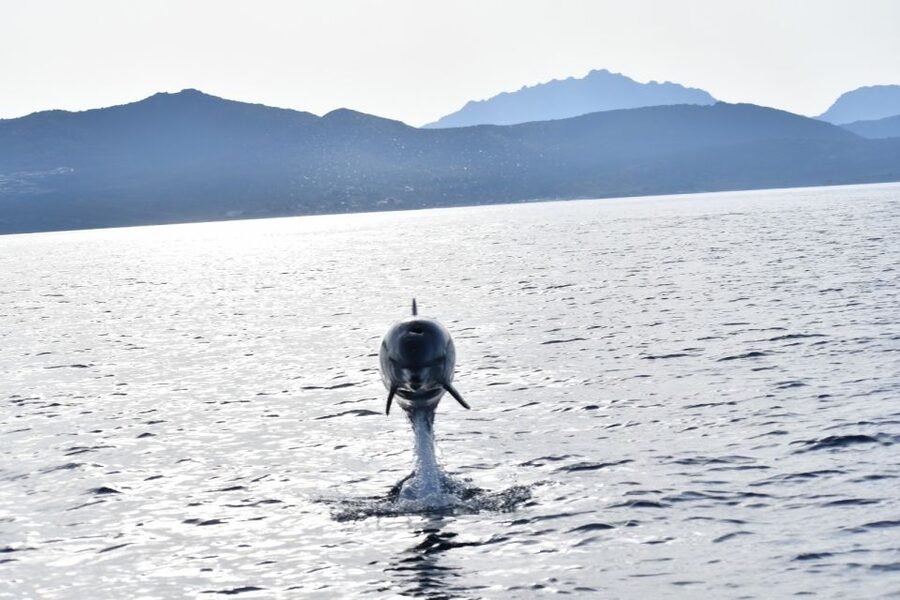 Golfo Aranci: Eco-Friendly Dolphin Watching Boat Trip - Where the trip starts: DST Sardegna in Golfo Aranci