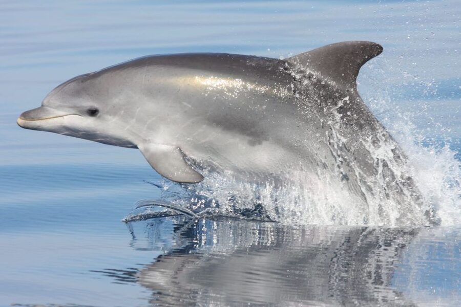 Golfo Aranci: Eco-Friendly Dolphin Watching Boat Trip - Eco-friendly dolphin watching that follows a real conduct code