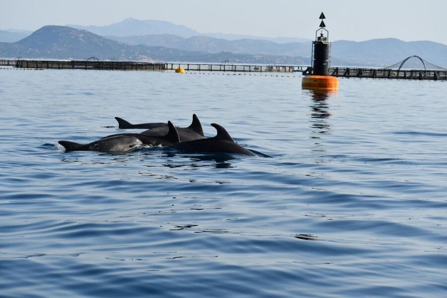 Golfo Aranci: Eco-Friendly Dolphin Watching Boat Trip - Bottlenose dolphins, and why the guide’s timing matters