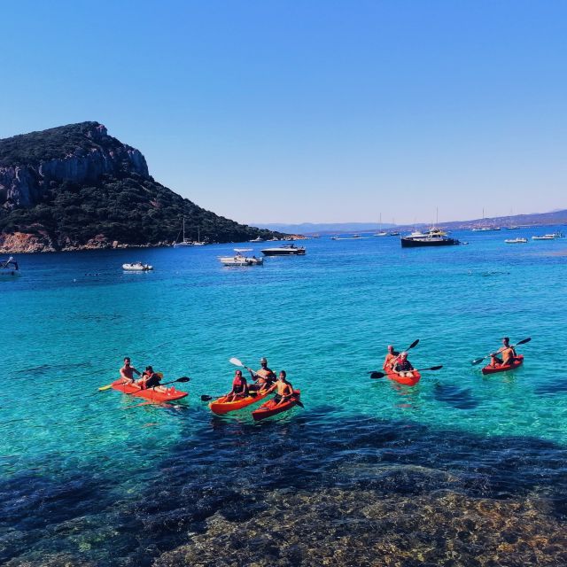 Golfo Aranci: Kayak Tour with Dolphins and Aperitif - Key Highlights You Will Actually Care About