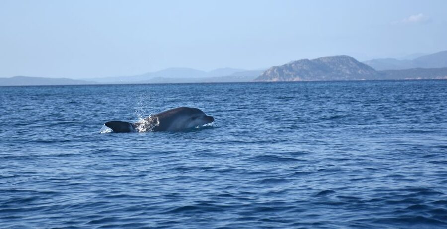 Golfo Aranci: Kayak Tour with Dolphins and Aperitif - Figarolo Island Beach Stop, Aperitif Time With a Real Sardinian Feel