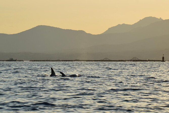 Kayak tour with aperitif and dolphins - Figarolo aperitif and the dolphin zone near the fish farm