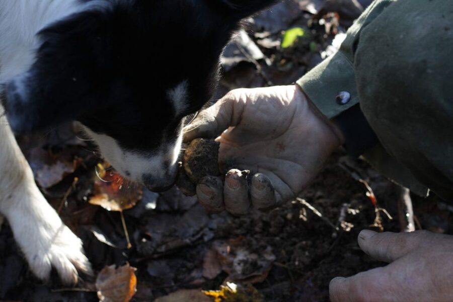 Langhe: Truffle Hunting Experience - Best Season to Book: White Truffles vs Black Truffles in Piedmont