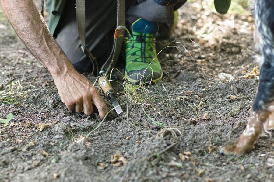 Langhe: Truffle Hunting Experience - Truffle Hunting in the Langhe Hills: What You’re Actually Signing Up For