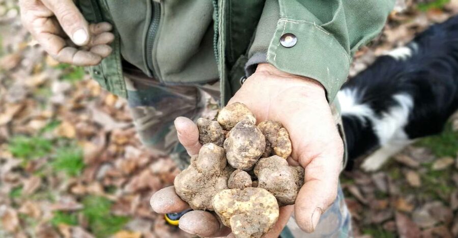 Langhe: Truffle Hunting Experience - The Hunt Itself: How White and Black Truffles Differ in the Langhe