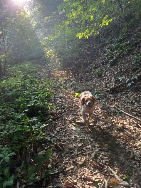 Langhe: Truffle Hunting Experience - The Short Break in Langhe, Then the Winery Stop