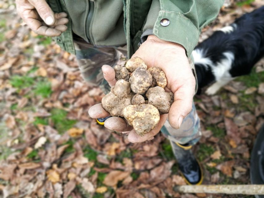 Langhe: Truffle Hunting Experience - Where You Start Matters: Alba Area Meeting Points and Cimitero Options