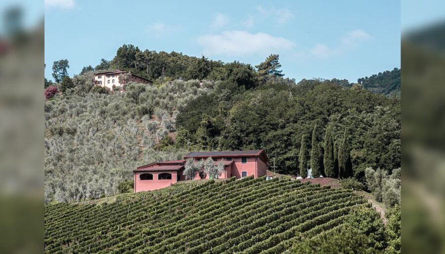 Lucca: Guided Winery Tour with Wine Tasting - Olive oil and breadsticks: the pairing that keeps the tasting from feeling one-note