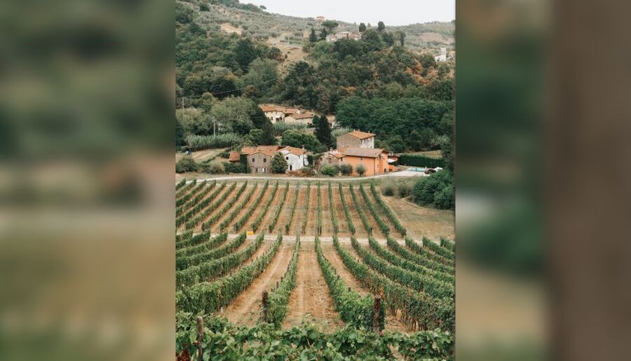 Lucca: Guided Winery Tour with Wine Tasting - Walking through vineyard and olive trees: accessibility plus real atmosphere