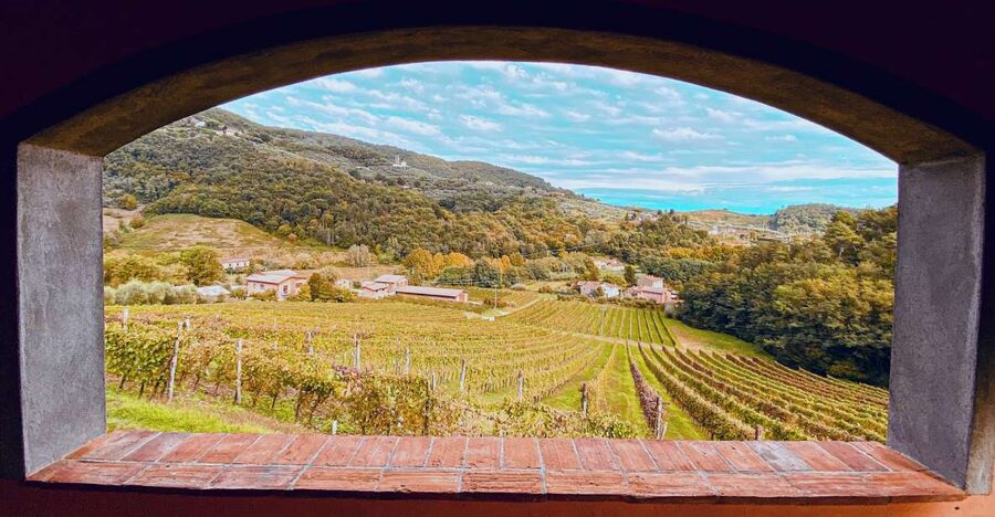 Lucca: Guided Winery Tour with Wine Tasting - Who this suits best (and who might want something else)