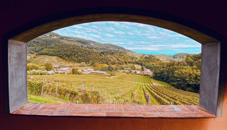 Lucca: Guided Winery Tour with Wine Tasting - Guides, group energy, and what makes the vibe memorable