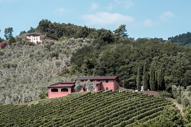 Lucca: Wine Tasting Experience - Tenuta Adamo Winery - Value for money: why this price works