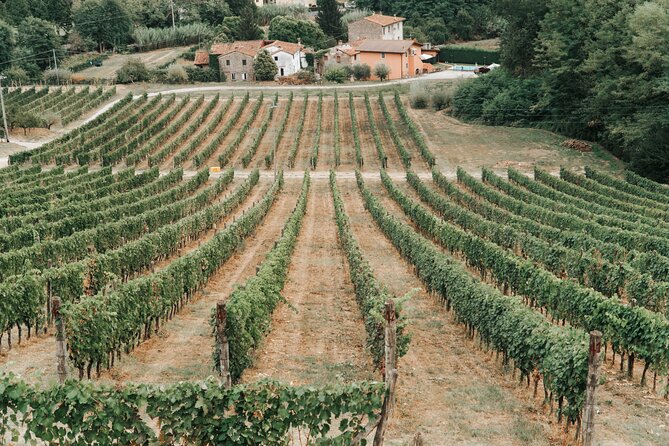 Lucca: Wine Tasting Experience - Tenuta Adamo Winery - Practical tips so your tasting stays fun