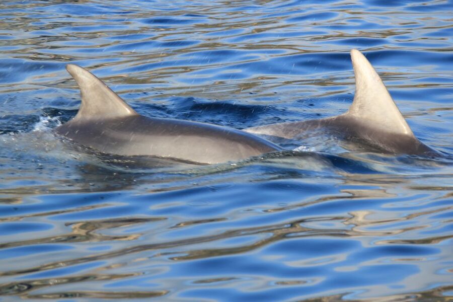 Olbia: Dolphin Watching and Snorkeling Boat Tour - Key things you will love on this Olbia dolphin and snorkeling tour