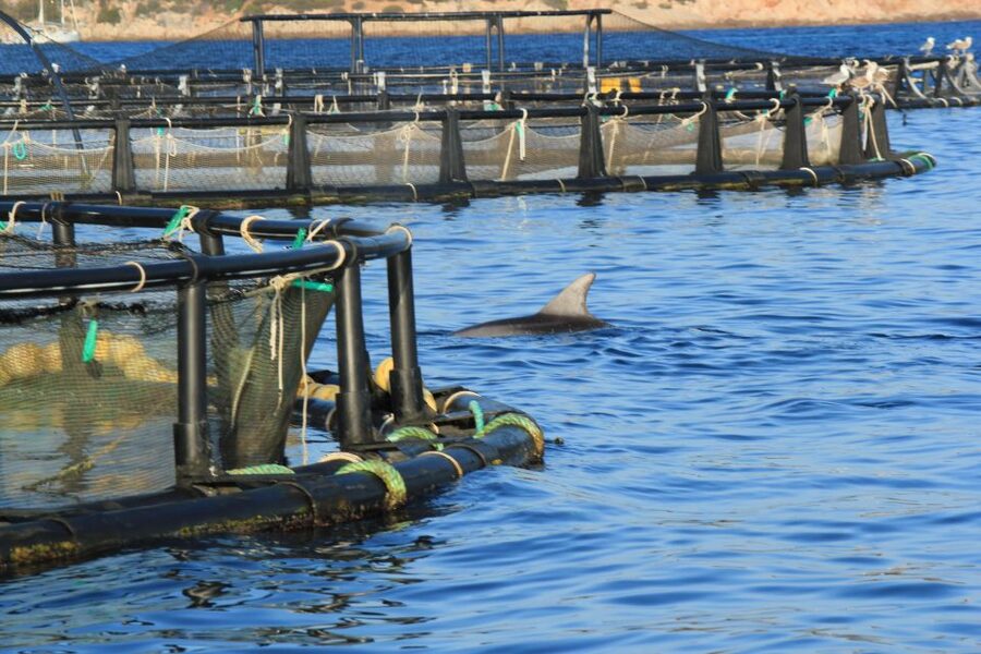 Olbia: Dolphin Watching and Snorkeling Boat Tour - The dock-to-sea pace: Comfortable cruising without the long day