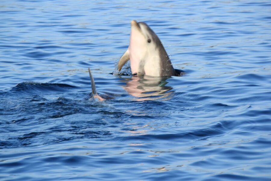 Olbia: Dolphin Watching and Snorkeling Boat Tour - Cala Moresca snorkeling: Clear water, provided gear, and real swim time