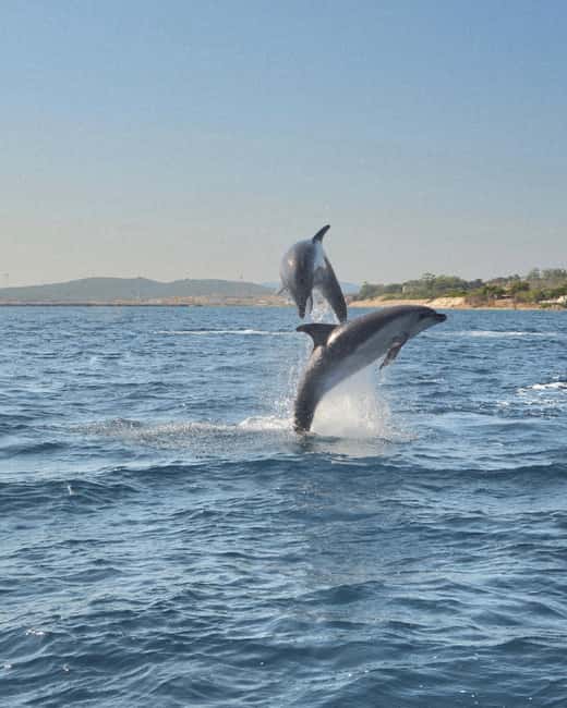 Olbia: Dolphin Watching & Snorkeling Boat Tour near Figarolo - Key highlights at a glance