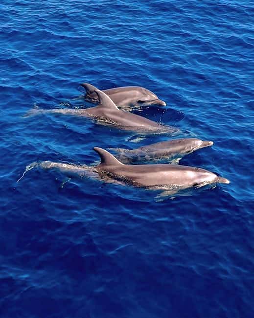 Olbia: Dolphin Watching & Snorkeling Boat Tour near Figarolo - Dolphin watching near Figarolo: what makes it worth your time