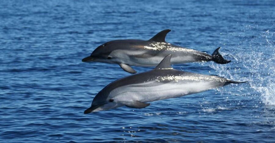 Olbia: Dolphin Watching & Snorkeling Boat Tour near Figarolo - The boat setup: comfort, speed, and snorkeling gear ready to go