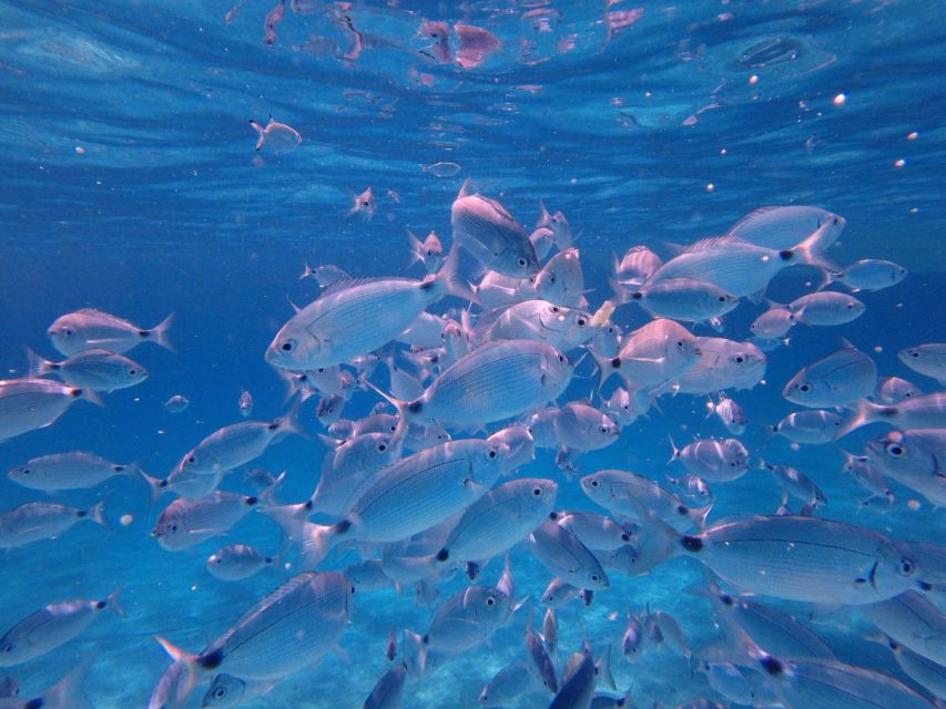 Olbia: Dolphin Watching & Snorkeling Boat Tour near Figarolo - Stop 2: Scogliera di Capo Figari for dolphins and cliff views