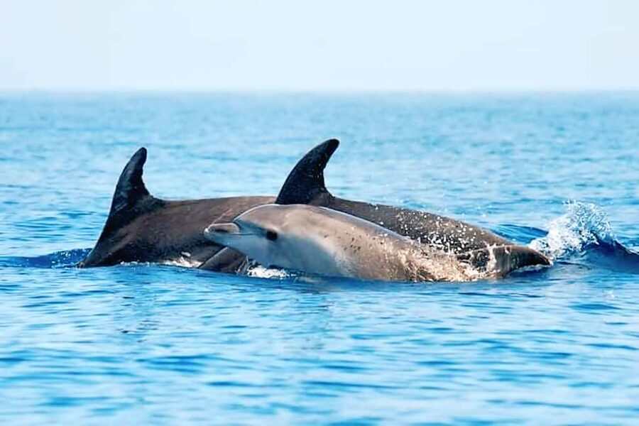 Olbia: Dolphin Watching & Snorkeling Boat Tour near Figarolo - Stop 3: Cala Moresca for the aperitif, then back in the water