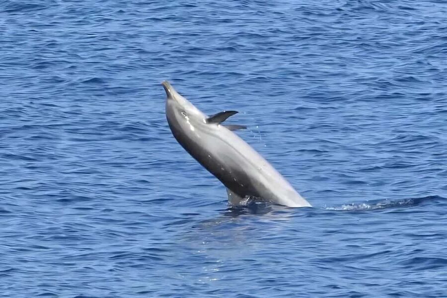 Olbia: Dolphin Watching & Snorkeling Boat Tour near Figarolo - Stop 4 and 5: Isola della Bocca and the short Yacht stop