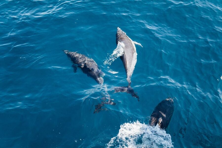 Olbia: Dolphin Watching & Snorkeling Boat Tour near Figarolo - Snorkeling on this route: what you should expect under the surface