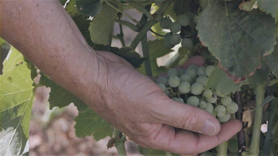 Olbia: Gallura Winery Guided Tour with Tasting - Pace and timing for a 1.5-hour winery experience
