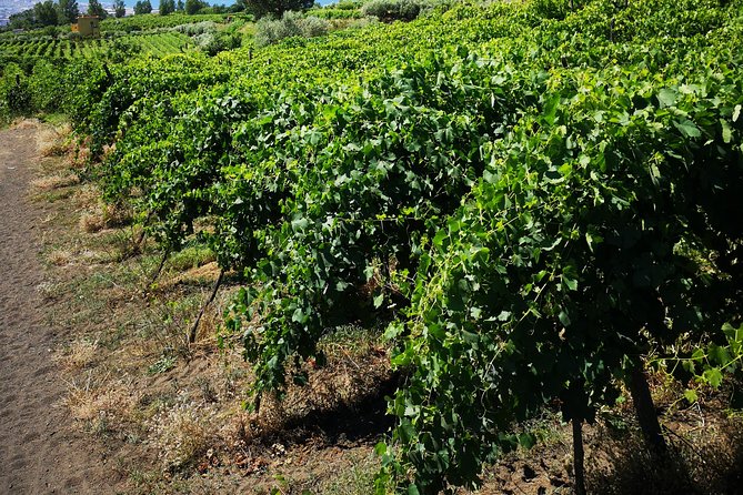 Pompeii Tour & Lunch with Wine Tasting Experience - Transportation, pickup options, and the schedule reality