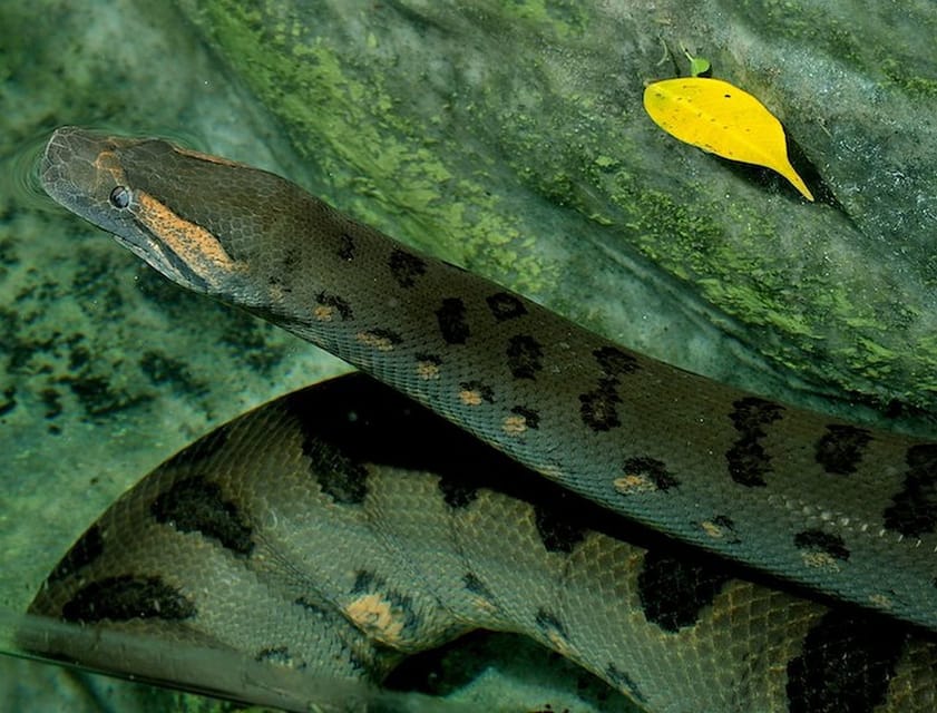 Rome: Bioparco di Roma Zoological Garden Entry Ticket - Food and drink: plan simple, and you’ll enjoy it more