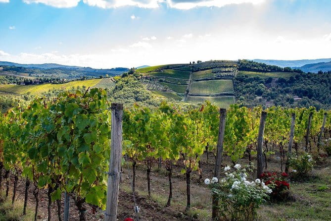 SMALL-GROUP Wine Safaris: Tuscan Wine Tasting Tours from Florence - Key Things To Know Before Your Wine Safari Day