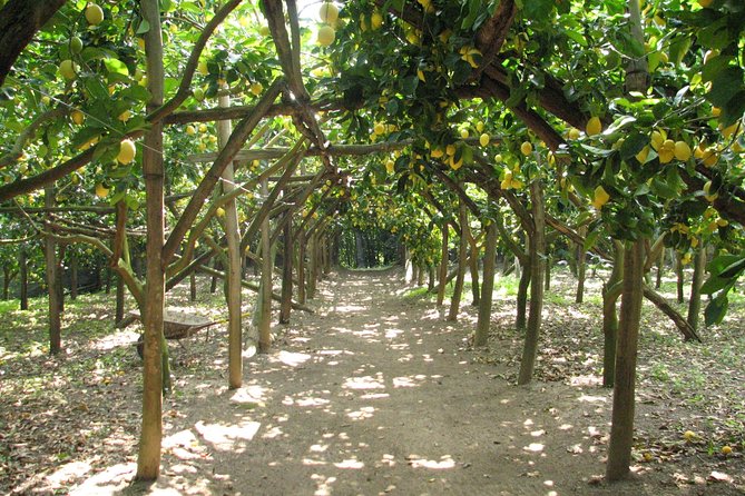 Sorrento Farm and Food Experience including Olive Oil, Limoncello, Wine tasting - Quick hits before you go