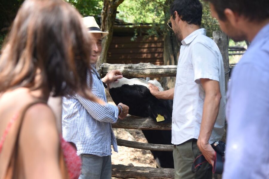 Sorrento: Farm Tour with Cheese Tasting & Pizza Making Class - Drinks: Wine, Limoncello, and the Farm Flavor Experience