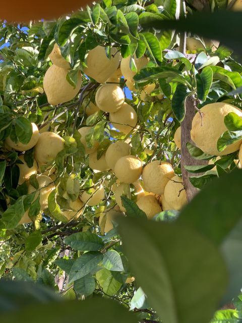 Sorrento: Lemon Garden Tour with Marmalade Tasting - Key Highlights You Will Actually Care About