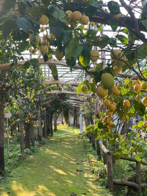 Sorrento: Lemon Garden Tour with Marmalade Tasting - Your Guided Walk Through the Historic Lemon Grove