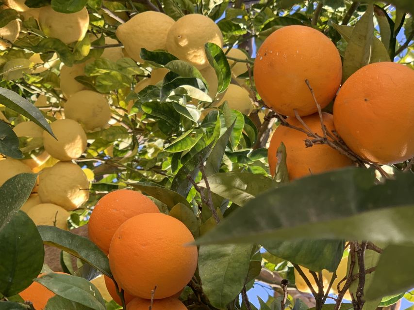 Sorrento: Lemon Garden Tour with Marmalade Tasting - Price and Value: Is $47 a Fair Deal?