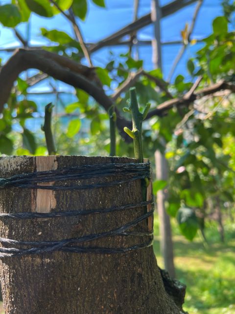 Sorrento: Lemon Garden Tour with Marmalade Tasting - Should You Book the Sorrento Lemon Garden and Marmalade Tasting?