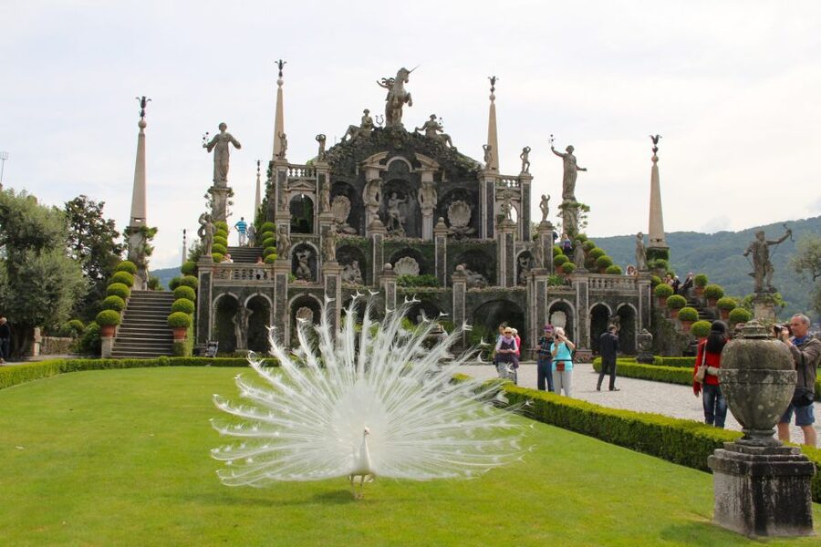 Stresa: 3 Borromean Islands Boat Tour - Isola Madre: Botanical Garden Walks and Peacock Photo Ops