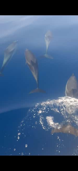 Sunset tour in search of dolphins with aperitif - Key Takeaways Before You Go