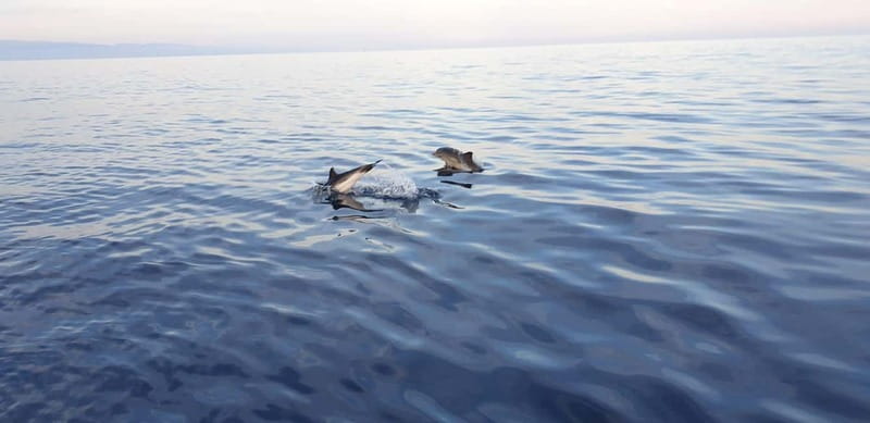 Sunset tour in search of dolphins with aperitif - The 20-Min Swim and Snorkeling Stop, Plus Prosecco and Pizza
