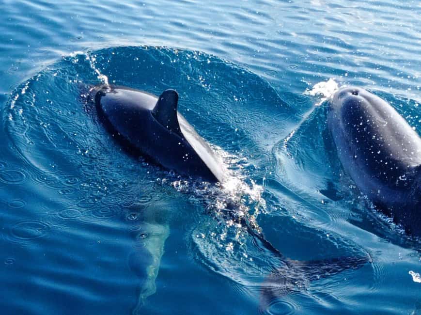 Sunset tour in search of dolphins with aperitif - The Dolphin Search at Sunset: What You’ll Do If They Show Up