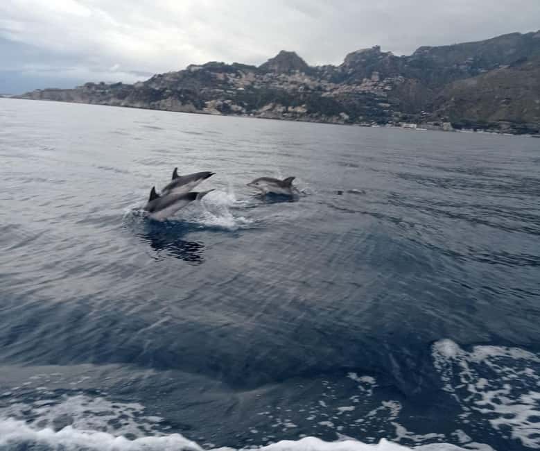 Sunset tour in search of dolphins with aperitif - Price and Value Check for a $53 Three-Hour Sea Evening
