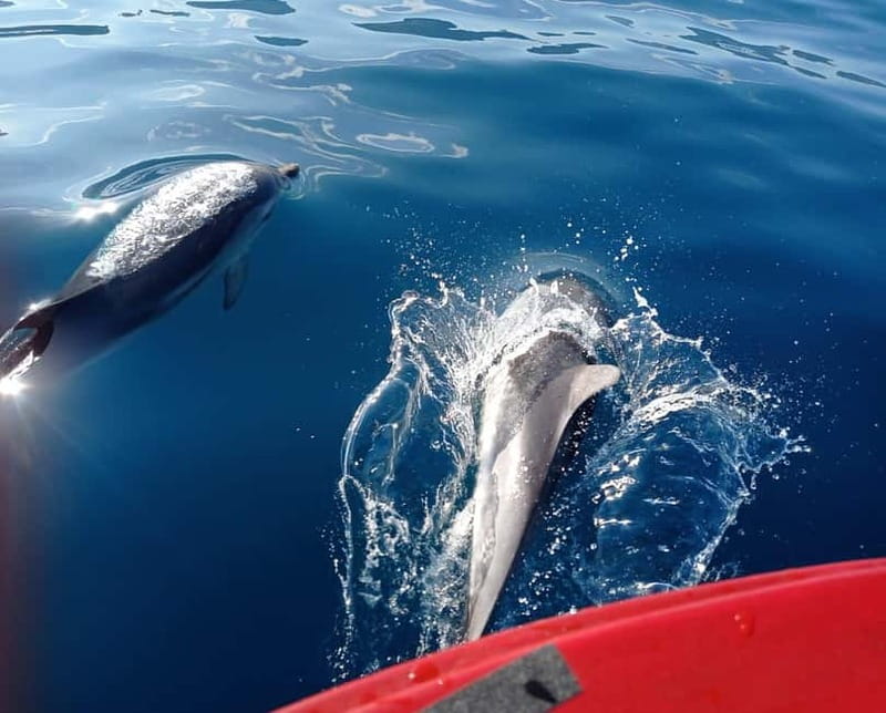 Sunset tour in search of dolphins with aperitif - Who This Sunset Dolphin and Aperitif Tour Fits Best