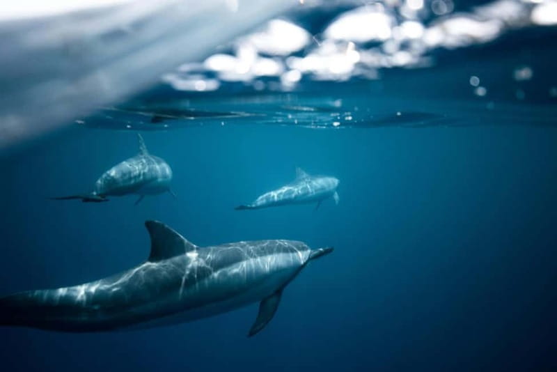 Taormina: Sunset Boat Tour with Dolphin Watching & Aperitif - Meet Graziella at Da Angelina, then head for the water