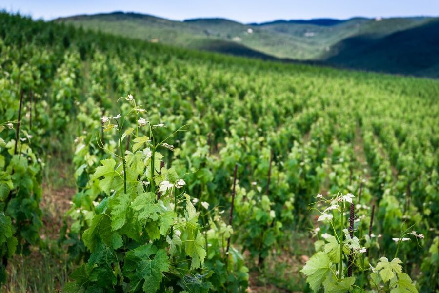 Total Immersion Wine Tour in Chianti - Who should book this Chianti wine tour, and who should pass