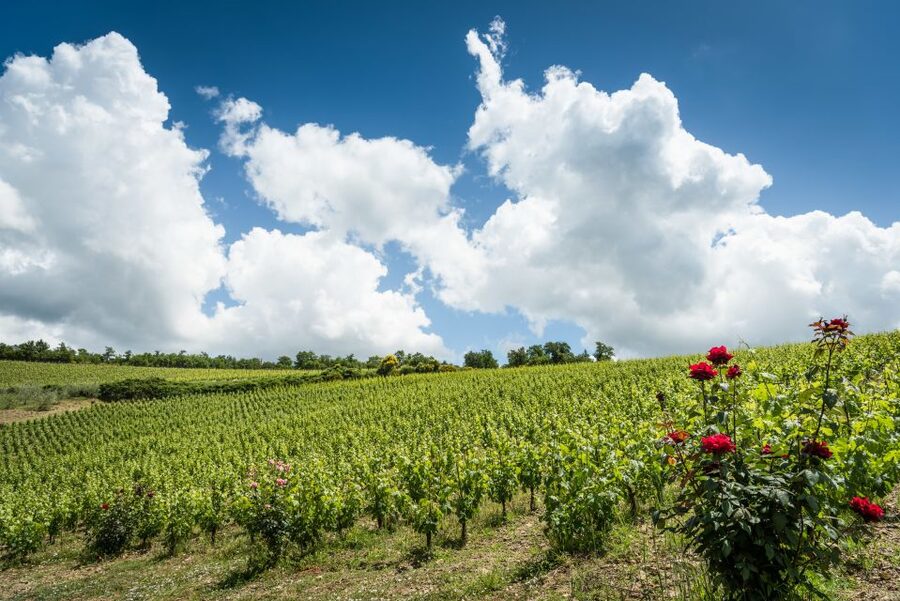 Total Immersion Wine Tour in Chianti - Your mini tasting course: learn how to smell, taste, and serve