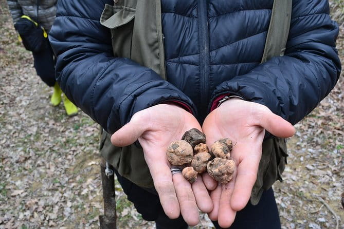 Truffle Hunting Experience with Lunch in San Miniato - Who This Experience Fits Best (And Who Might Want a Different Day)