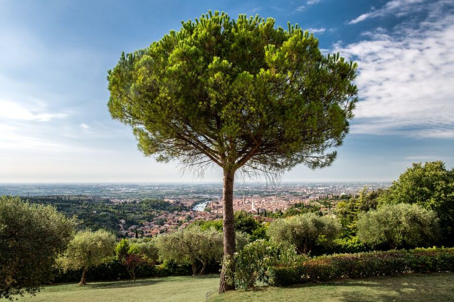 Verona: Wine Tasting with Snacks and Panoramic Views - How to pace the tasting so the views still feel like the main event